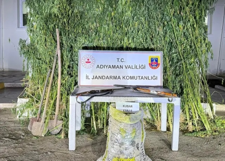 Kahta'da 295 kök keneviri 10 kg kubar esrar ele geçirildi